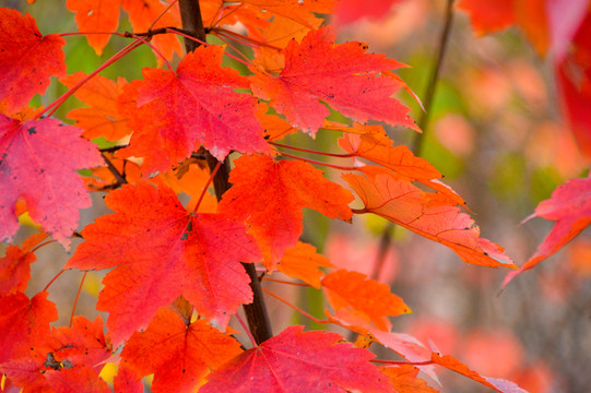 紅葉
