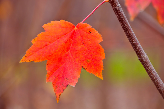 紅葉