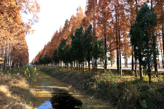 河邊水杉樹(shù)