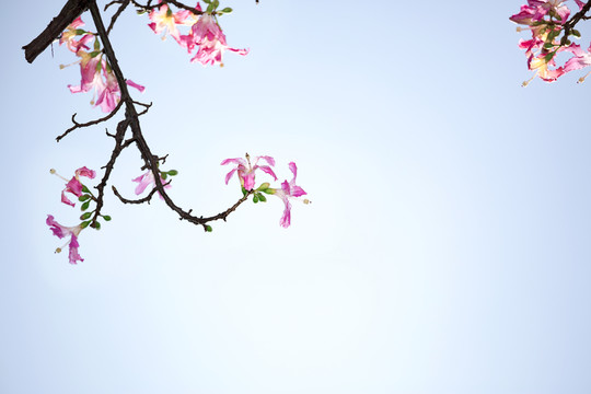 美麗異木棉
