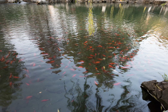 冬日趵突泉