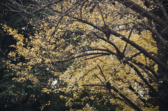 銀杏