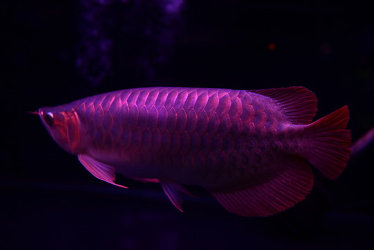金龍魚
