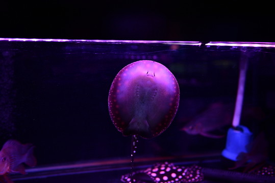 魔鬼魚