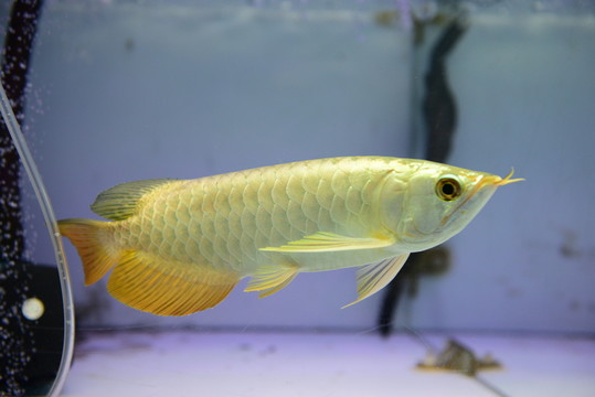 金龍魚