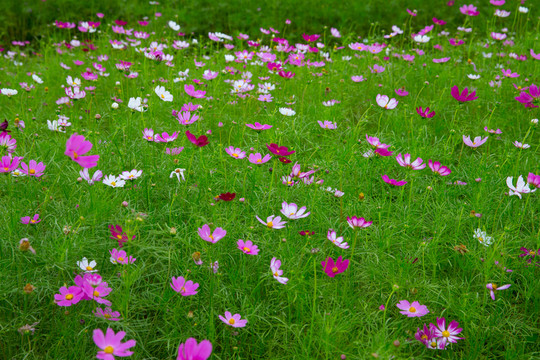 花海 十里蓮江