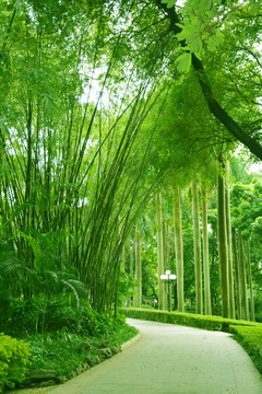 公園綠蔭路