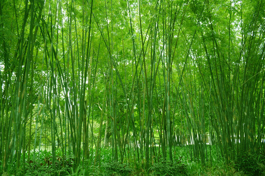 竹林