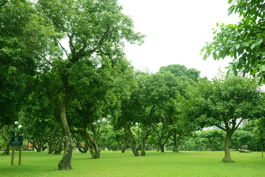 綠樹草地