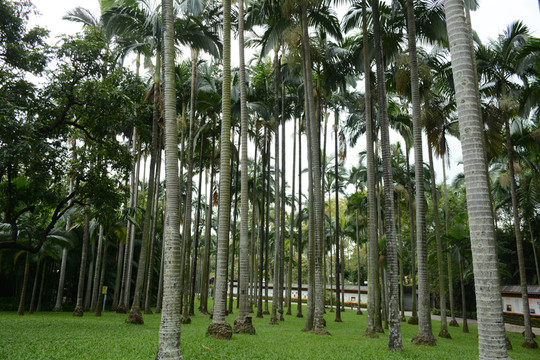 椰樹(shù)林
