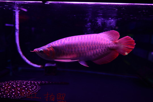 金龍魚