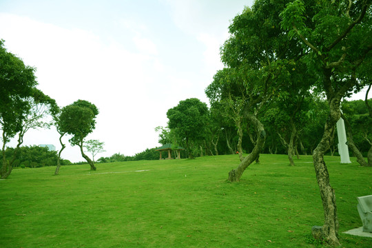 綠樹草地