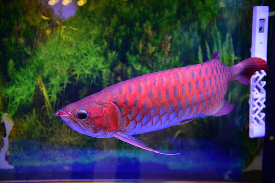 金龍魚