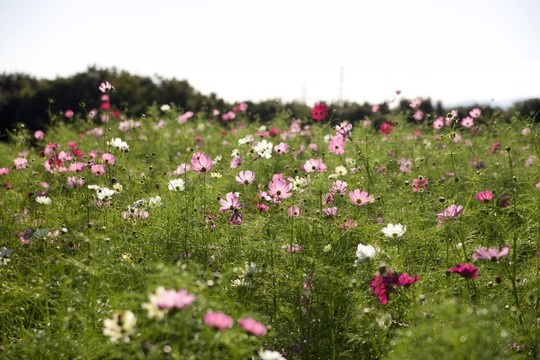 波斯菊