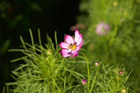 蜜蜂采蜜