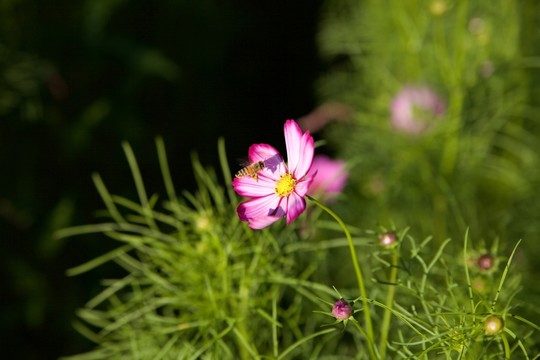 蜜蜂 波斯菊