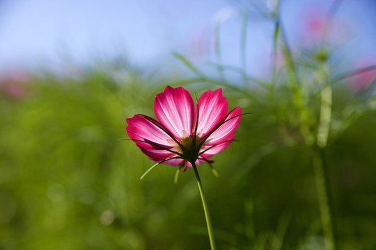 波斯菊