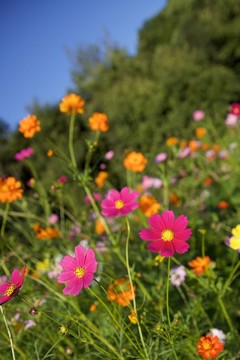 波斯菊
