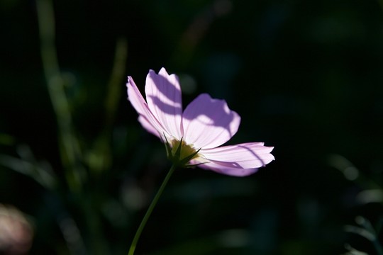 逆光波斯菊