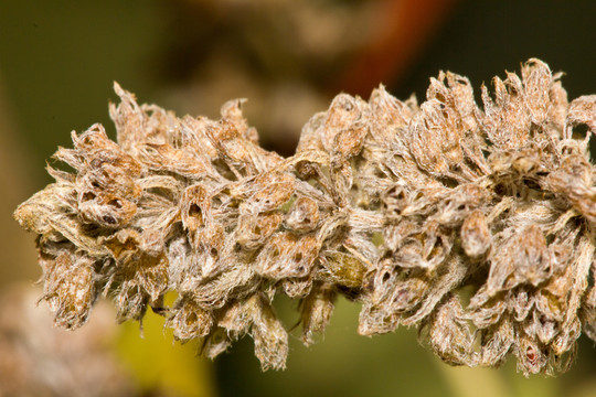 枯萎的花
