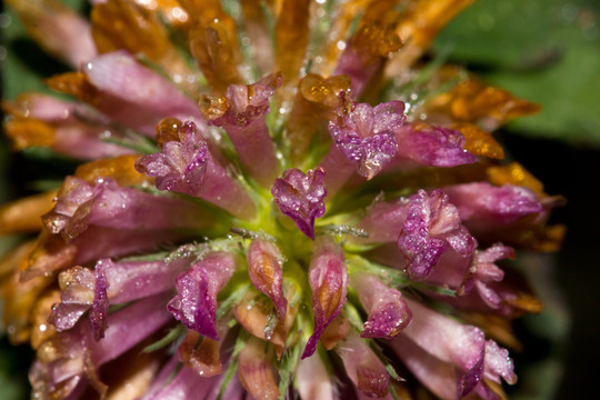 用水滴三葉草開花