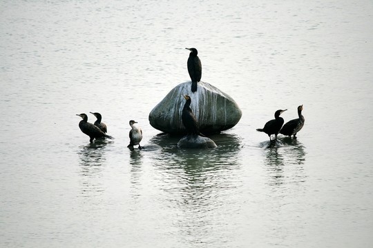 魚鷹