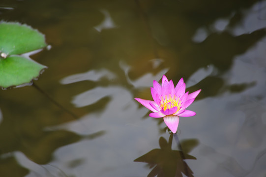 葉子