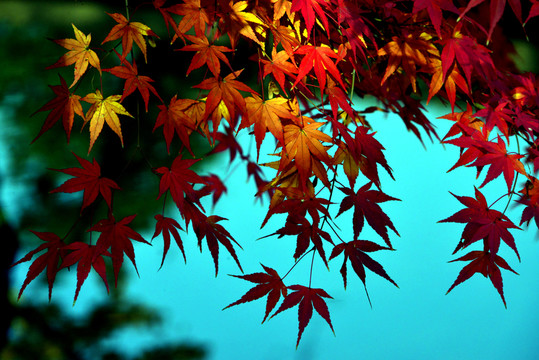 紅葉情結(jié)