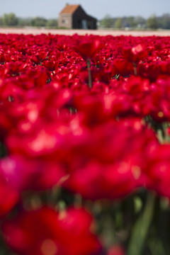 花園