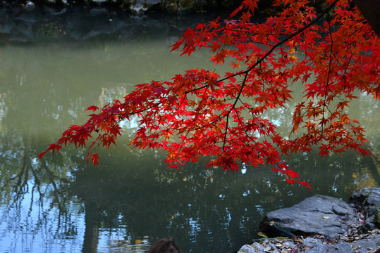 紅葉情結(jié)
