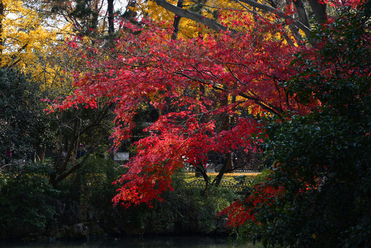 紅葉情結(jié)