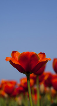 花園