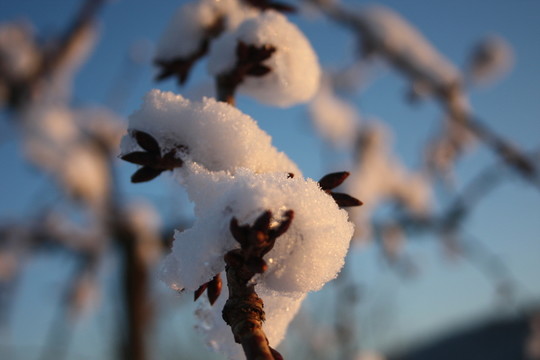 在雪中的櫻花