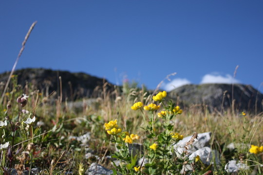 花在山上
