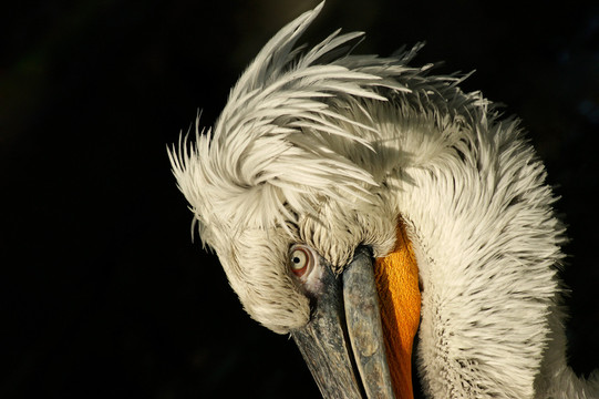 達(dá)爾馬提亞鵜鶘 -  [pelicanus crispus]