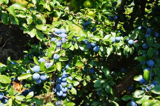 藍(lán)色