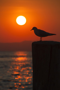 日落