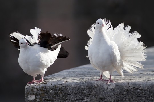 taubenbalz