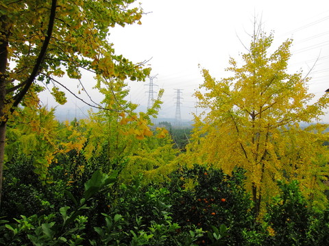銀杏樹(shù)