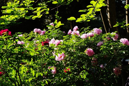 春色滿園
