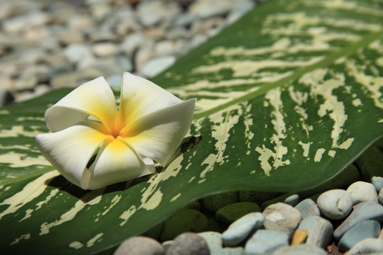 花