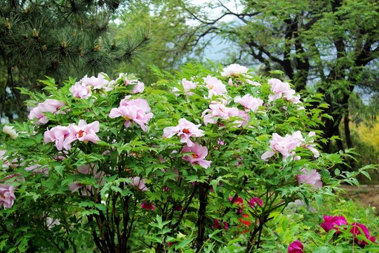 春色滿園