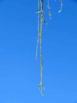 柳枝 柳樹枝