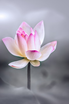 水墨荷花