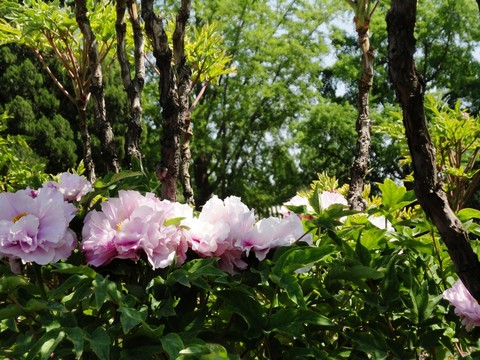 春色滿園