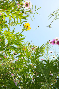 美麗格桑花
