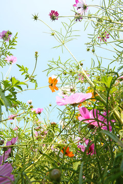美麗格桑花