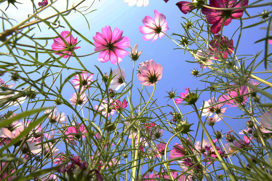 格桑花