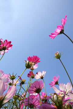 格桑花