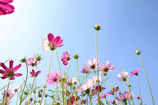 美麗格桑花